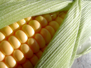 corn